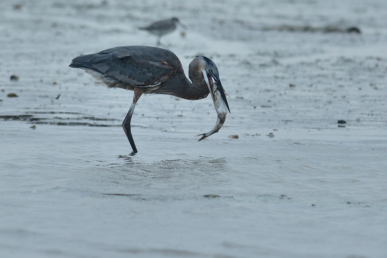 Amerikaanse Blauwe Reiger